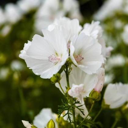 1042 ΑΡΩΜΑ ΤΥΠΟΥ WHITE MUSK WOMEN