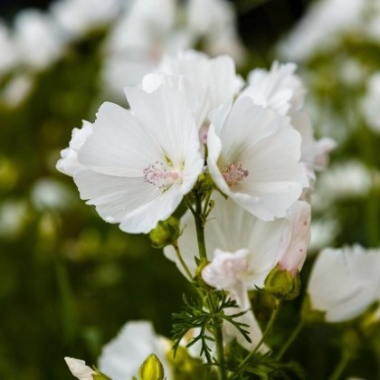 aroma-gia-keri-white-musk-1ltr-1